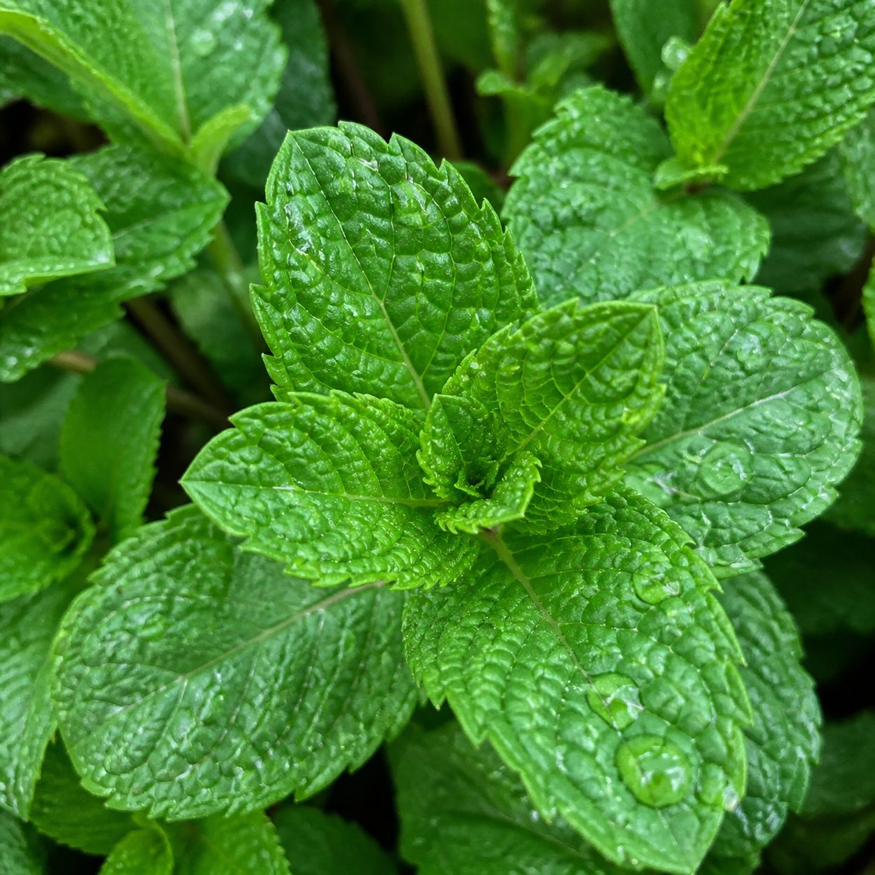 mint mint