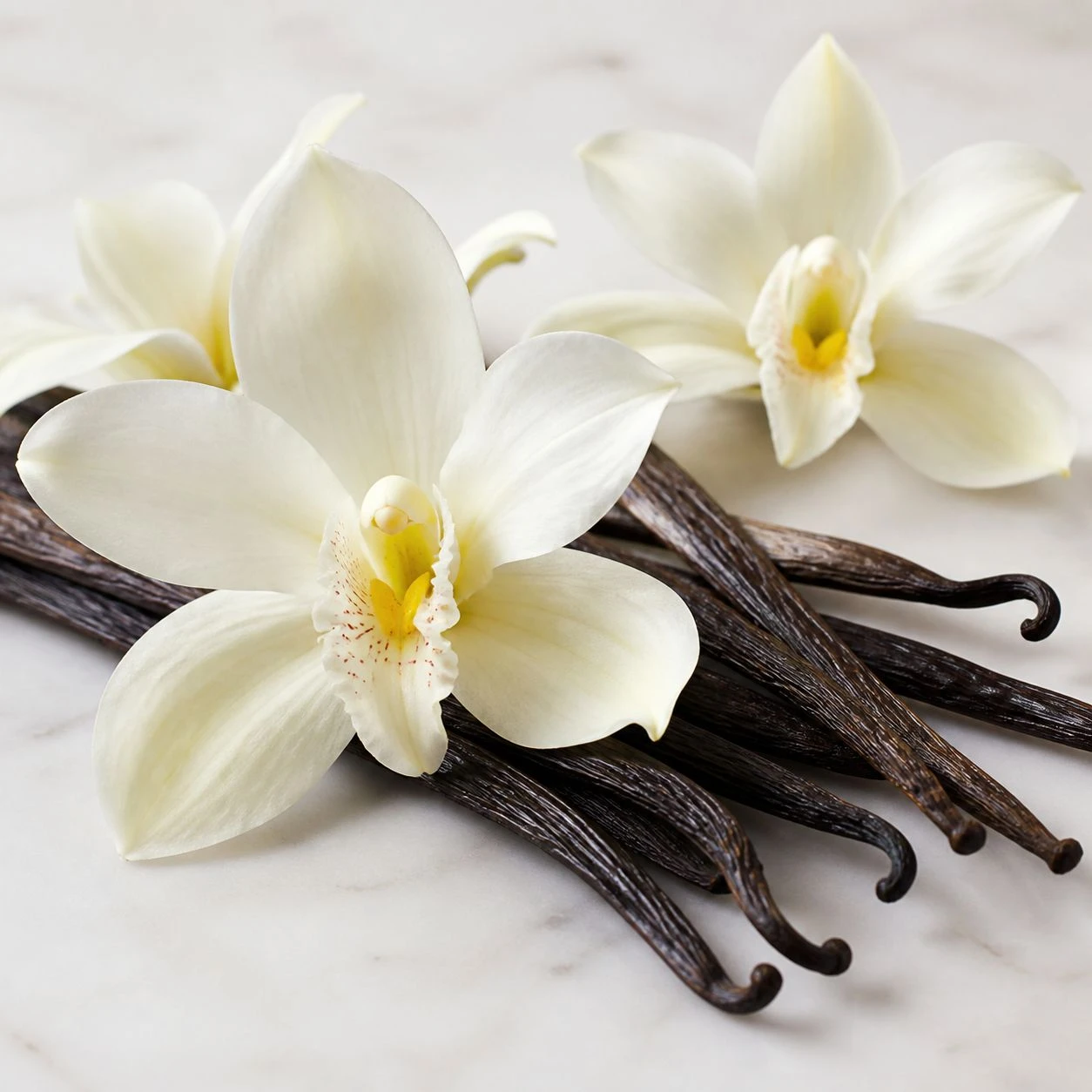 vanilla vanilla